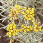 Helichrysum Face Beautiful