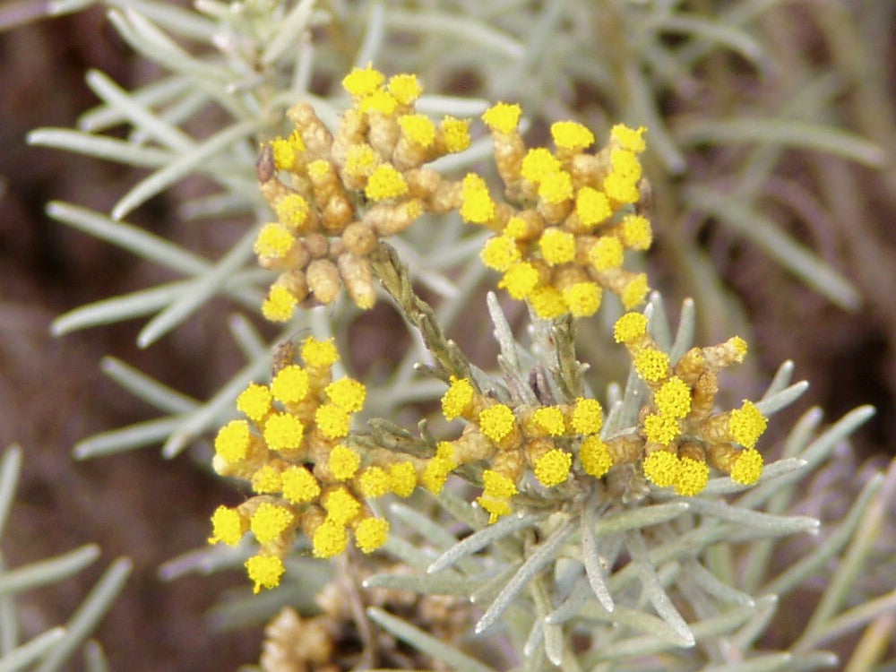 Helichrysum Face Beautiful